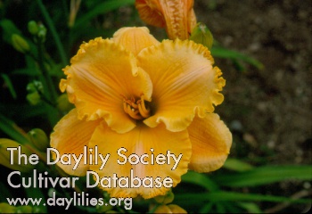 Daylily Hands to Heaven